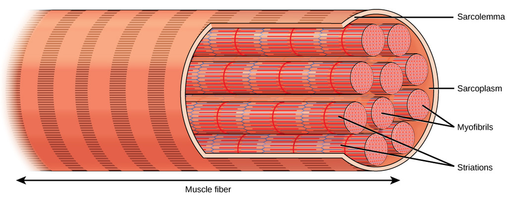 Myocyte: Skeletal muscle cell