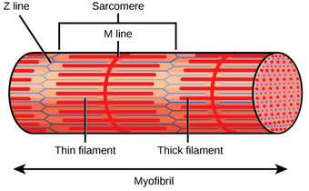 Figure 38 04 03