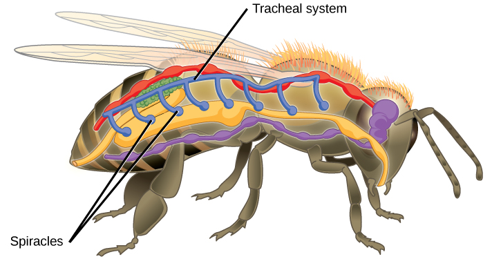 Insect respiration