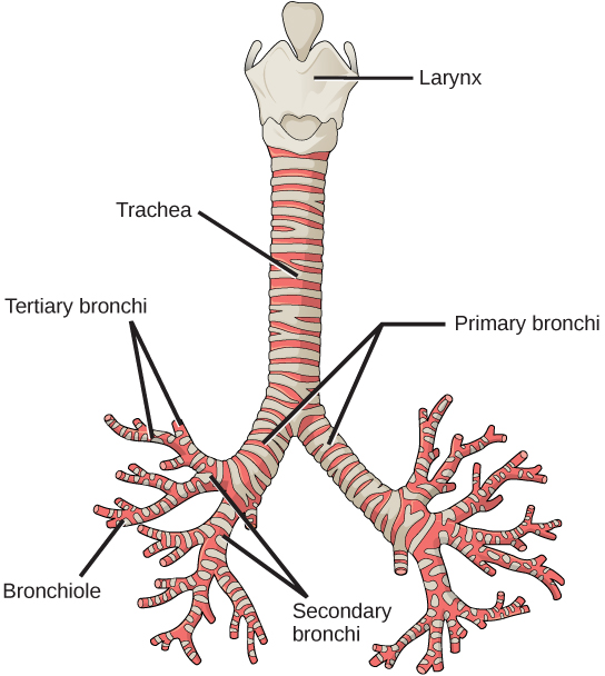 Trachea and bronchi structure