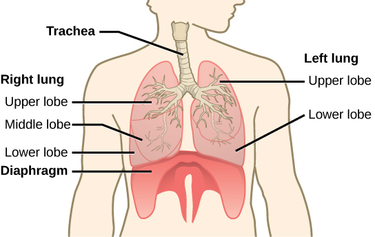 Lung structure