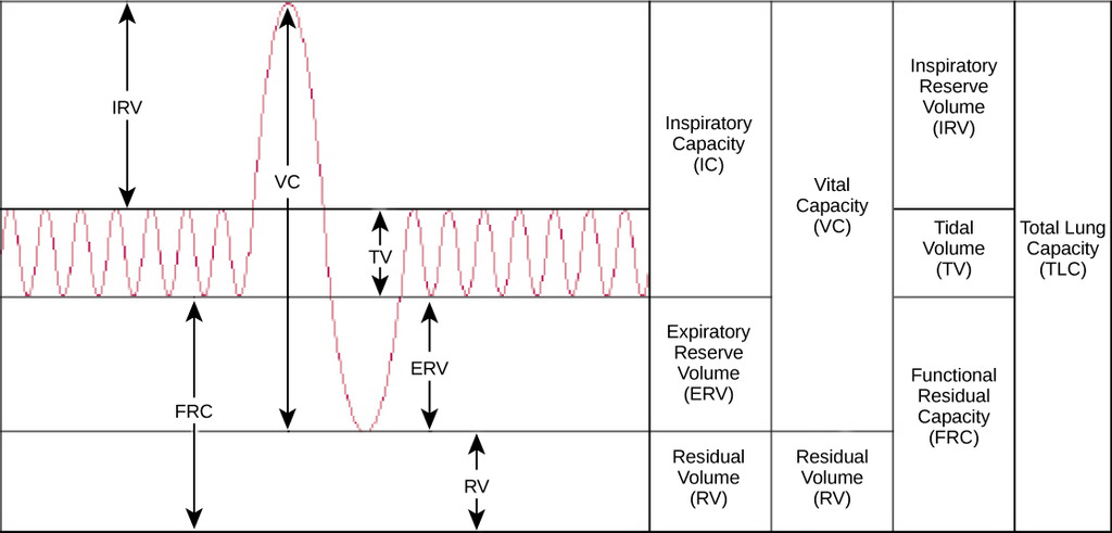 Human lung volumes and capacities