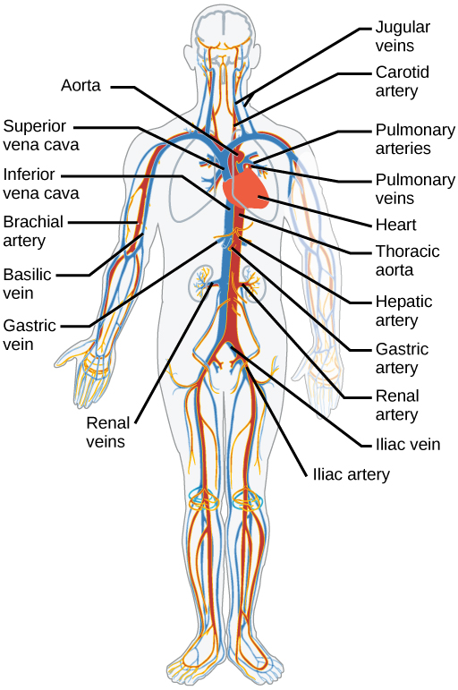 Major arteries and veins