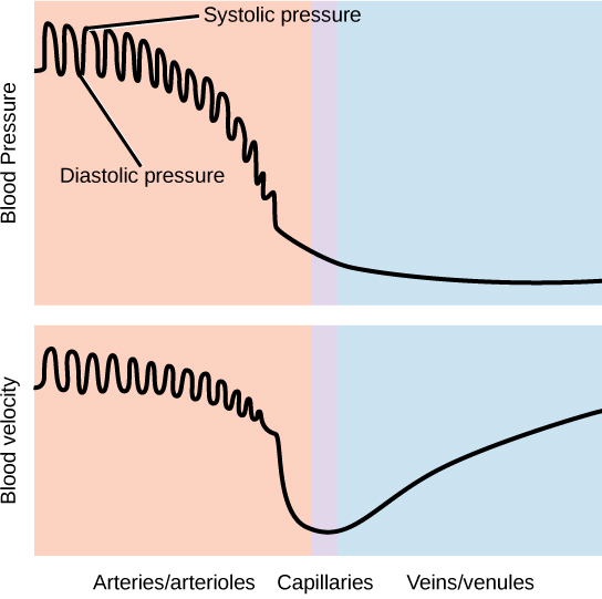 Relationship between blood pressure and velocity