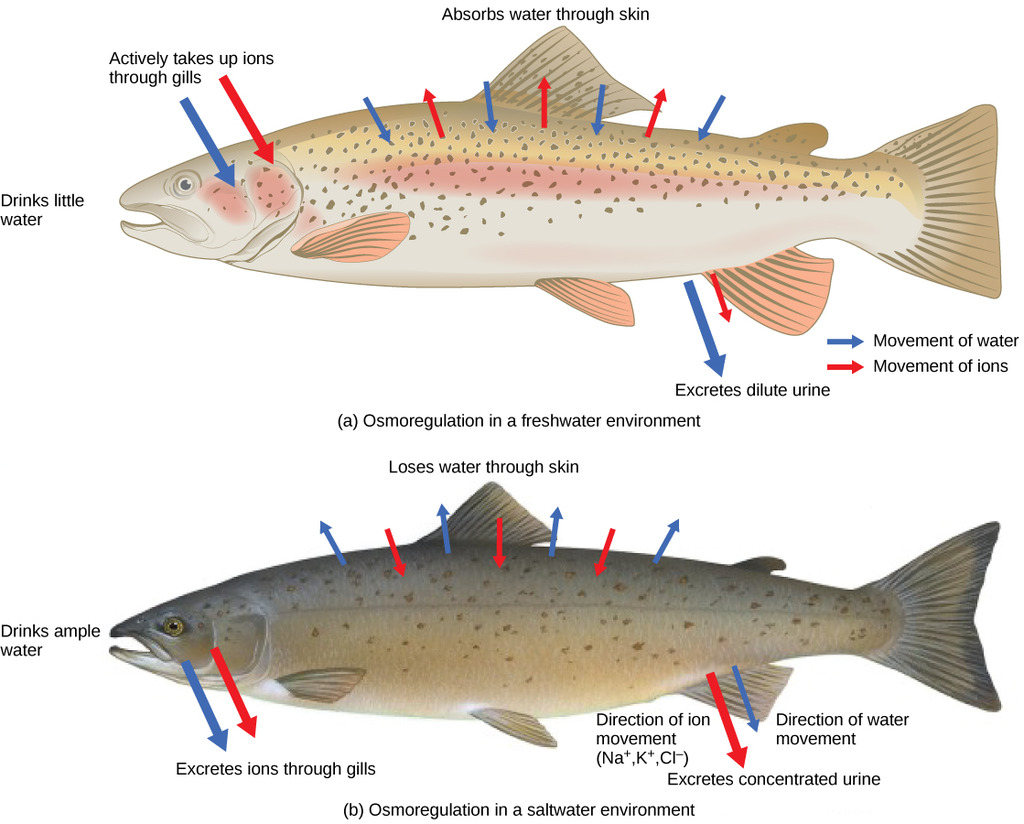 Salmon physiology responds to freshwater and seawater to maintain osmotic balance