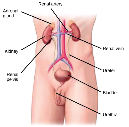 Kidneys' location and function