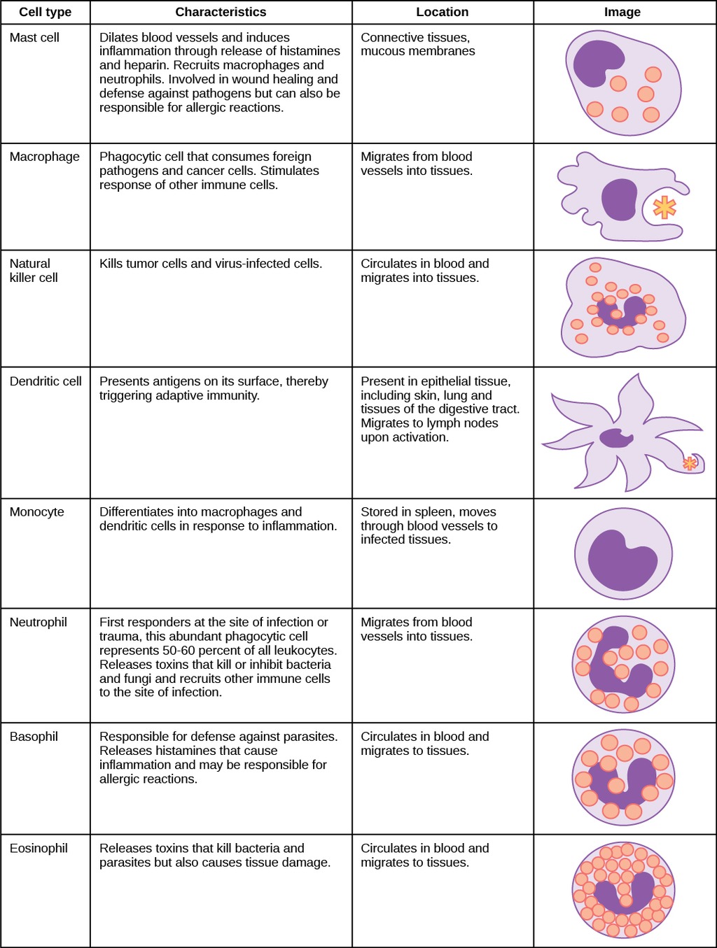 Cells involved in the innate immune system