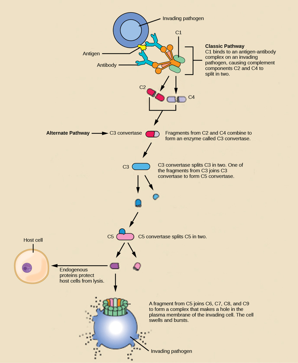 Complement cascade in the innate immune response