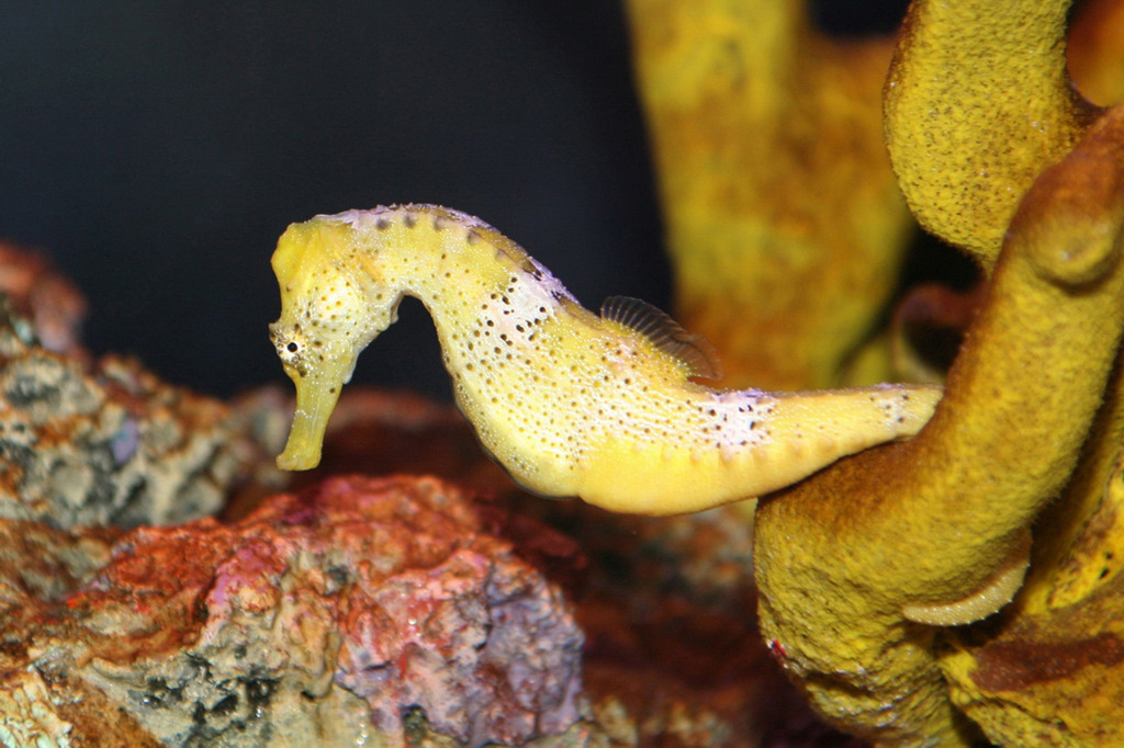 Sexual reproduction in seahorses