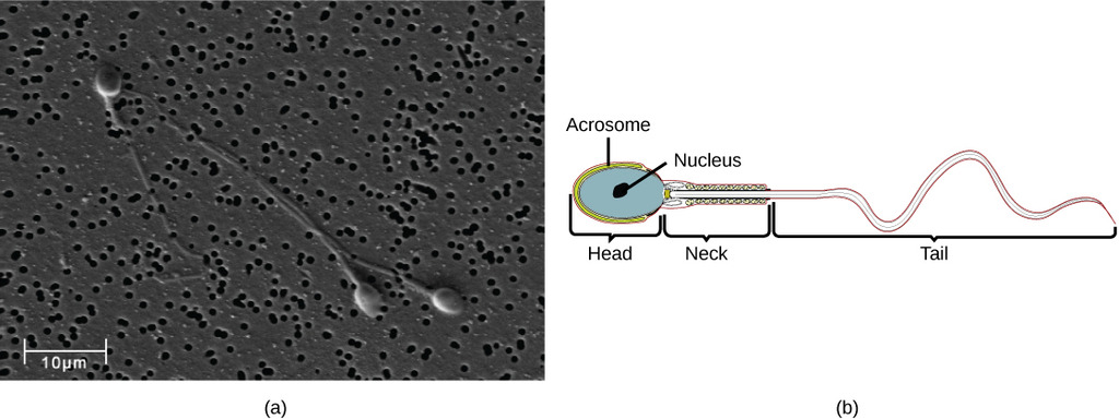 Structure of a human sperm