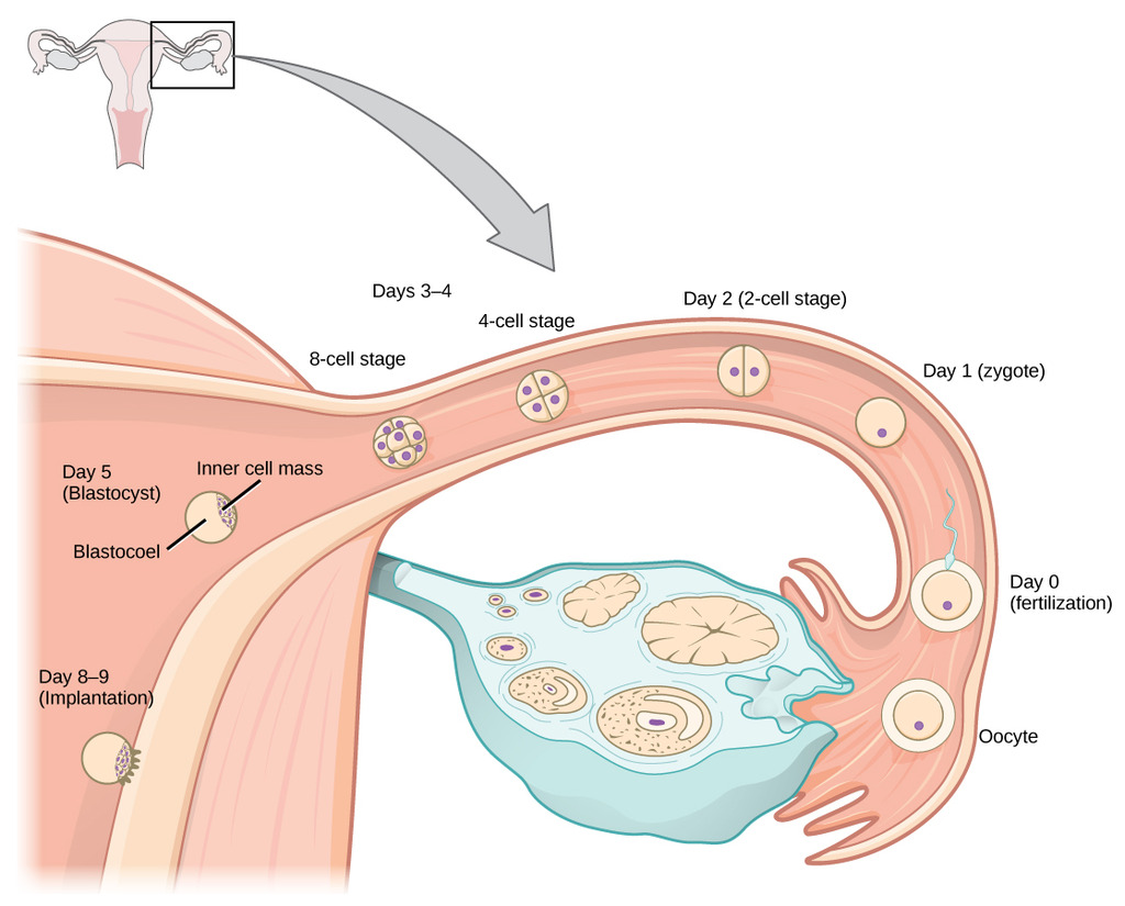 Development of the embryo