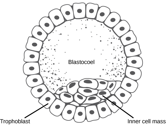 Formation of the blastocyst