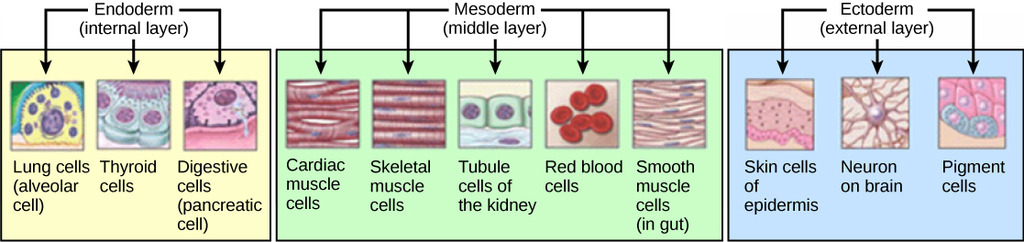 Differentiation of germ layers