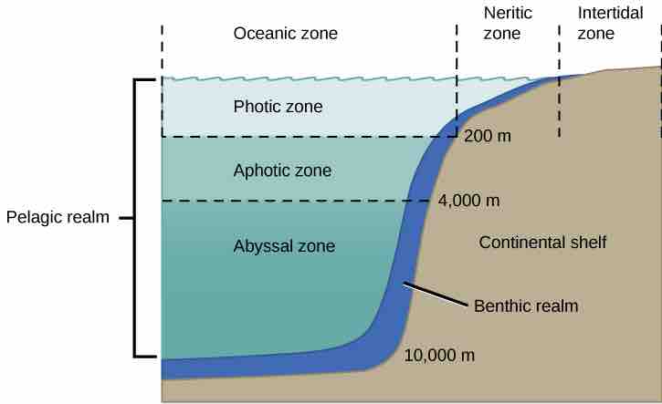 Oceanic zones