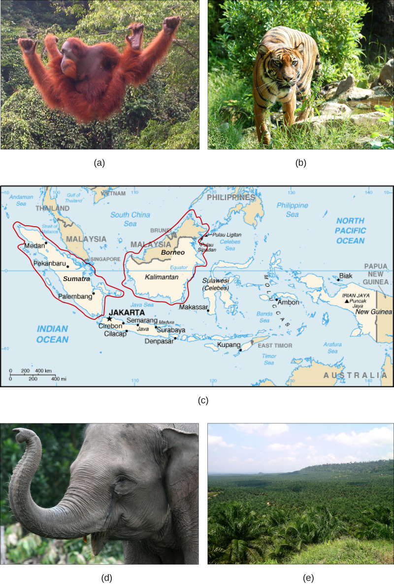 Biodiversity loss in Sumatra