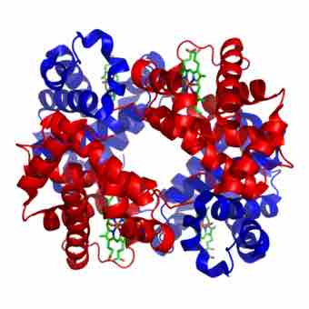 600px 1gzx haemoglobin