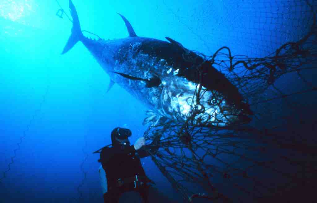 Bluefin Tuna Caught in Net