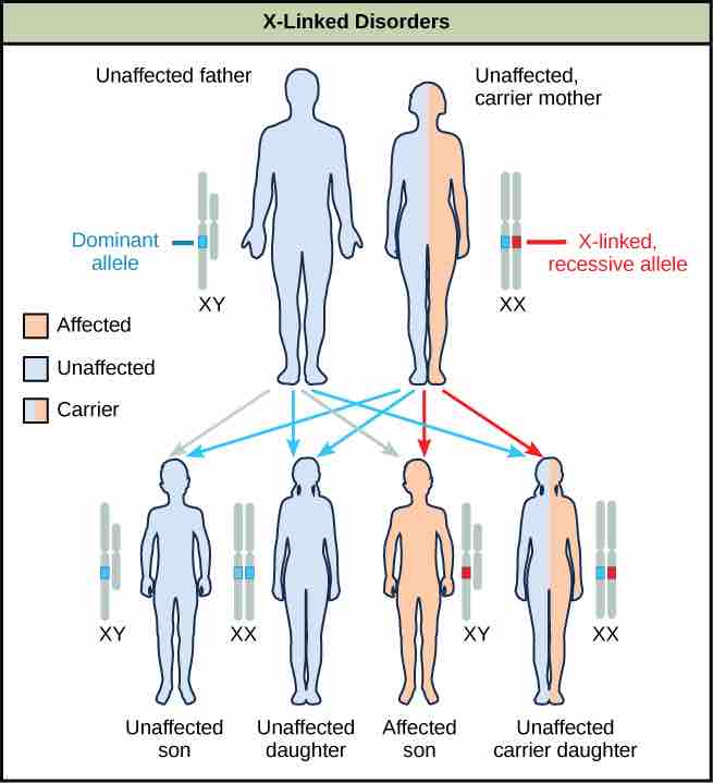 Inheritance of a recessive X-linked disorder
