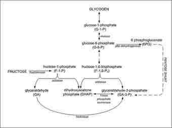 Fructose 20metabolism