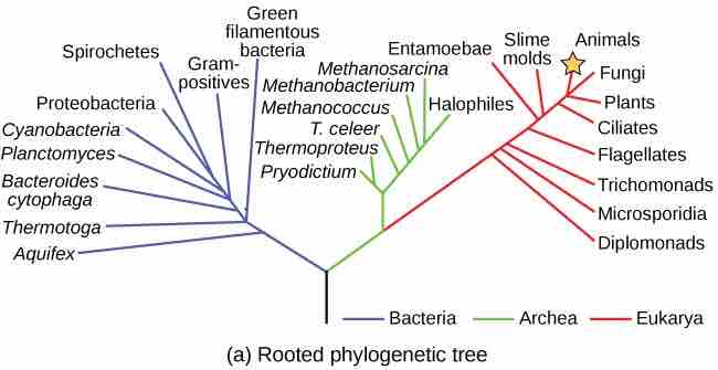 Common ancestor tree of life