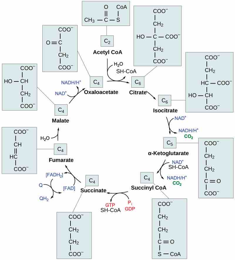 Acetyl CoA and the Citric Acid Cycle