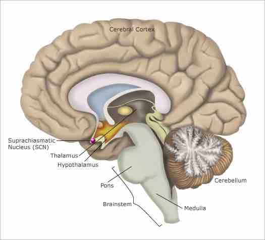 The suprachasmatic nucleus