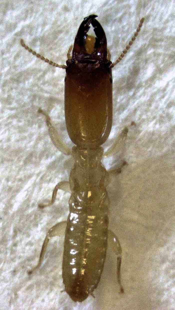 Termites: Nature's Bioreactors
