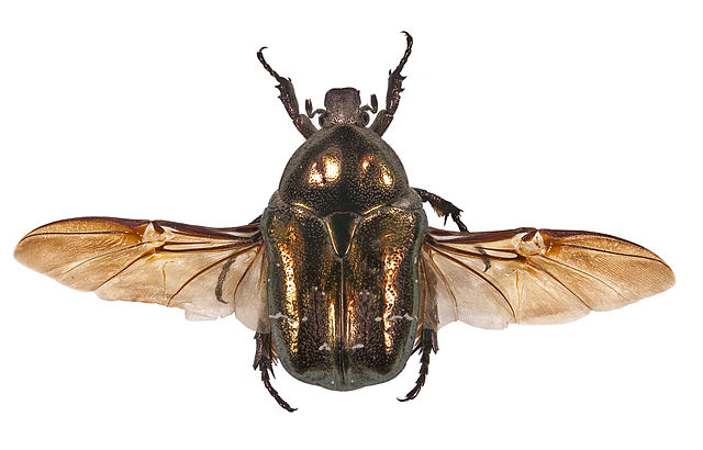 Insect showing wings and body segments