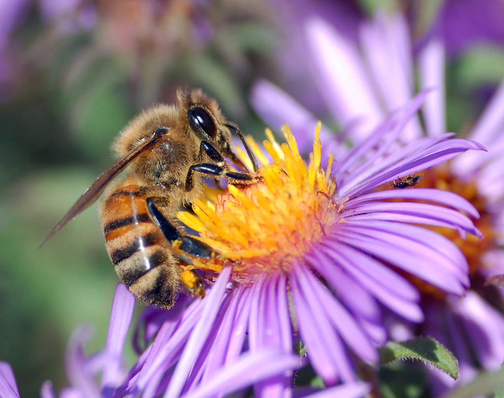 Coevolution of flowers and pollinators