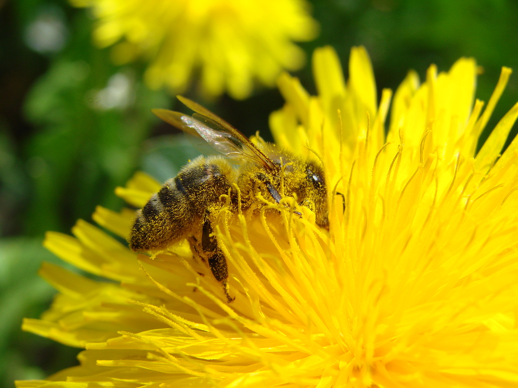 Pollinators