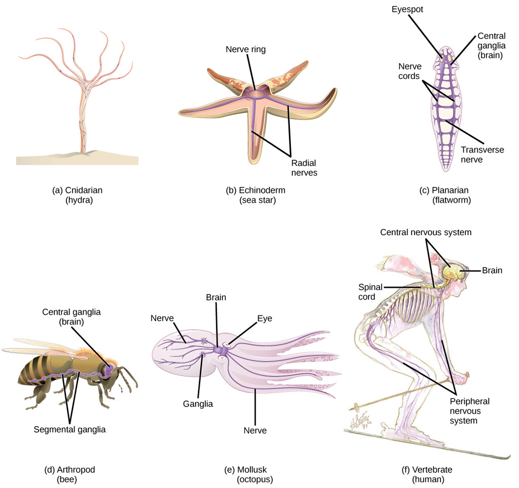 Various nervous systems