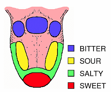Uniform distribution of taste receptors (the myth of the tongue map)