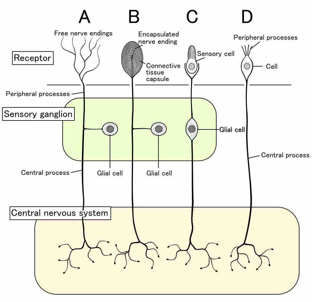 Sensory receptor structure