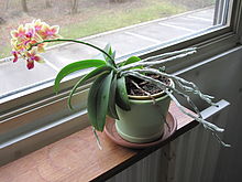Phototropism of an orchid plant