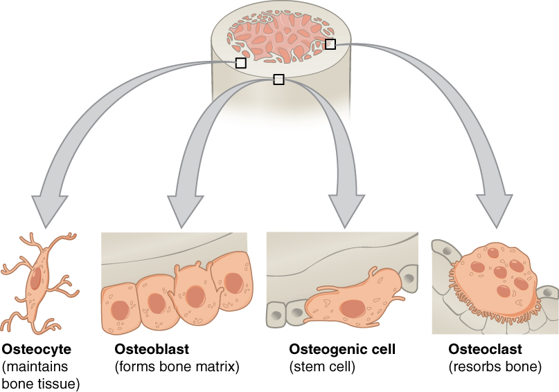 Four types of bone cells