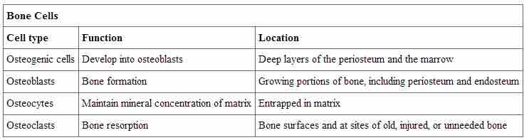 Bone cell types