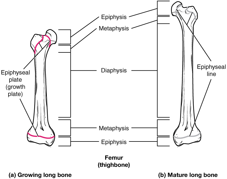 From epiphyseal plate to epiphyseal line