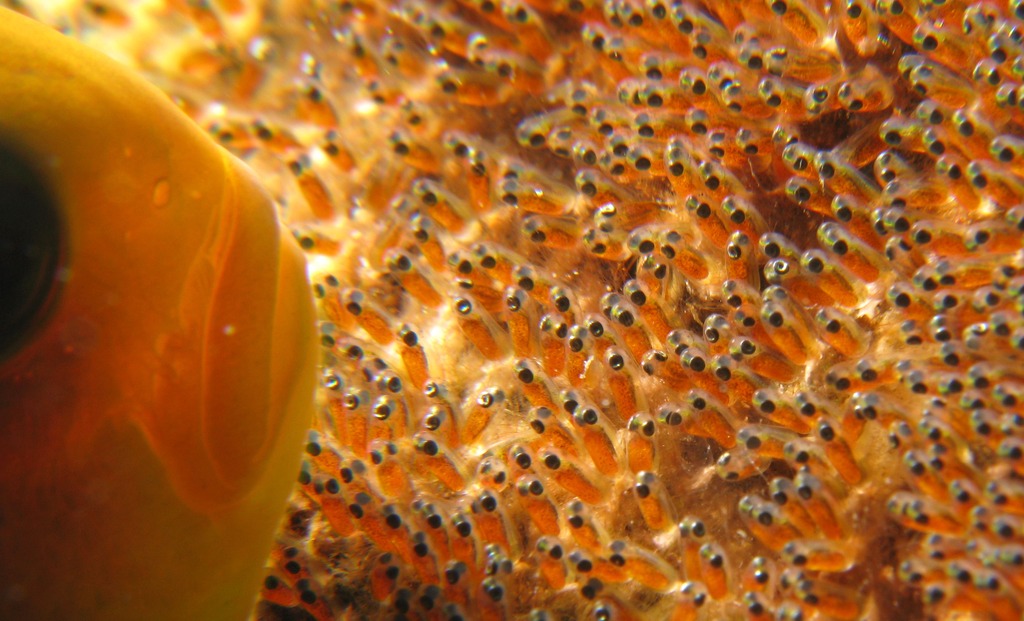 Anemone fish protecting its spawn