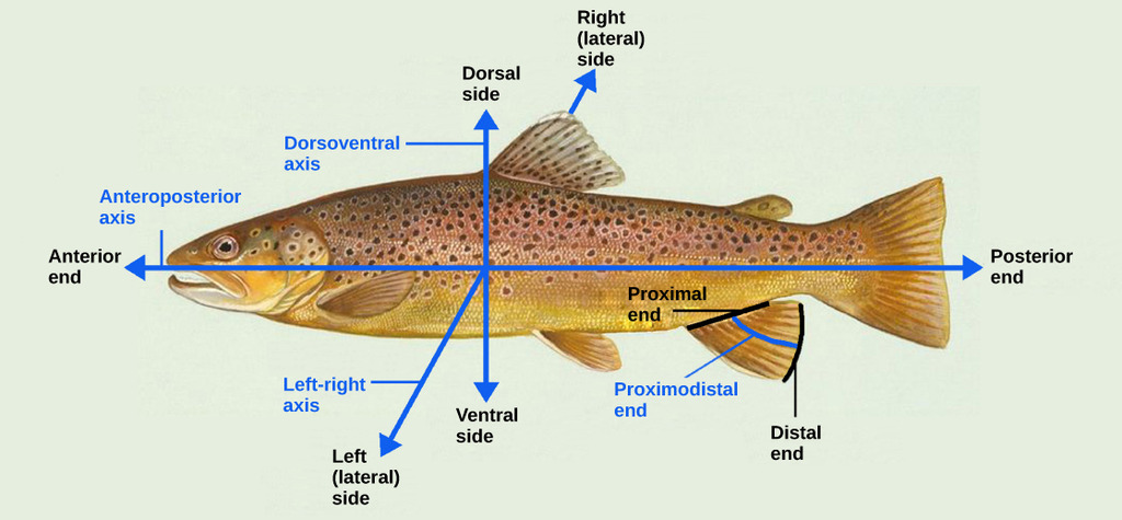 Vertebrate Axis Formation