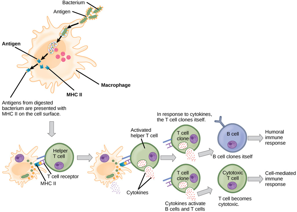 Helper T cells in the immune response
