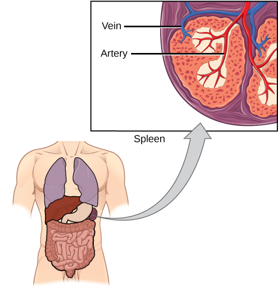Spleen in the lymphatic system