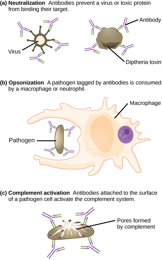 Methods by which antibodies inhibit infection