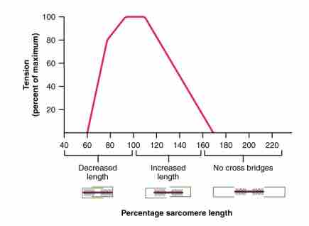 The Ideal Length of a Sarcomere