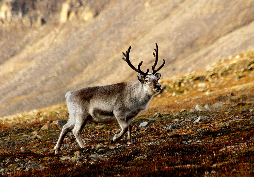 Caribou (reindeer) in the tundra