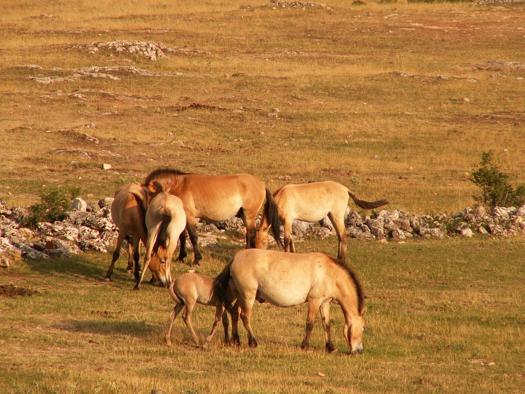 Przewalski's horses on the Asian steppes