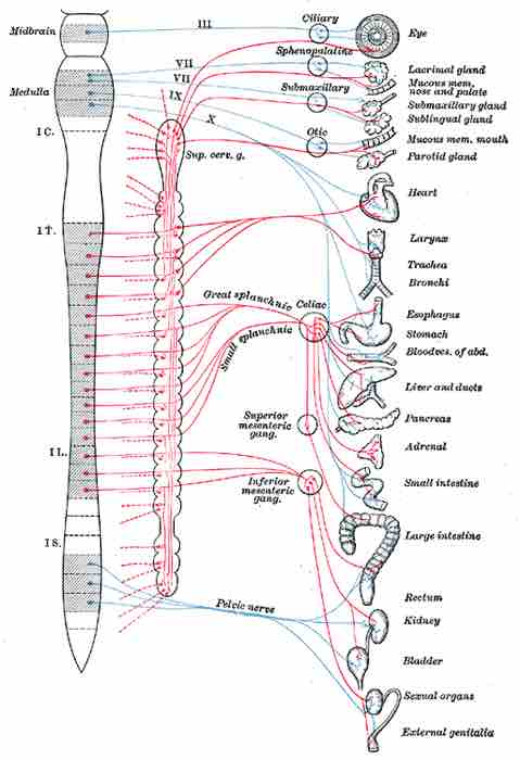 Innervation of the Autonomic Nervous System