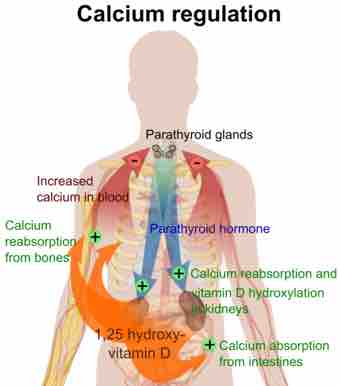 Calcium regulation