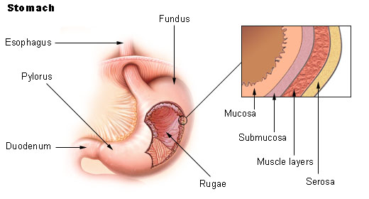 Layers of stomach lining.