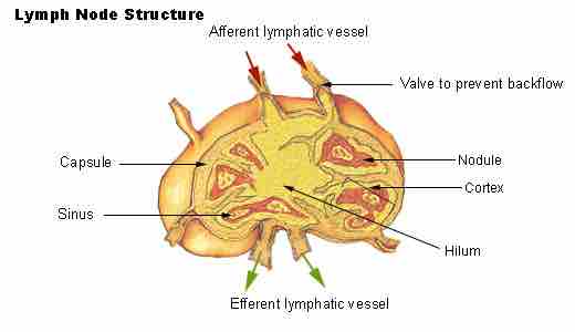 Lymph node structure