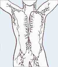 Lymphatic system